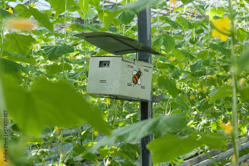 a box of bees, a hive inside a large glass industrial greenhouse for growing tomatoes