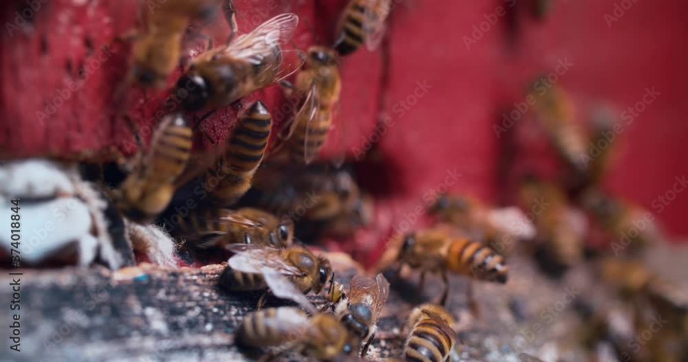 A group of honey bees fly into the hive through the letochki, closeup. Working insects return home, beekeeping concept A group of honey bees fly into the hive through the letochki, closeup. Working insects return home, beekeeping concept