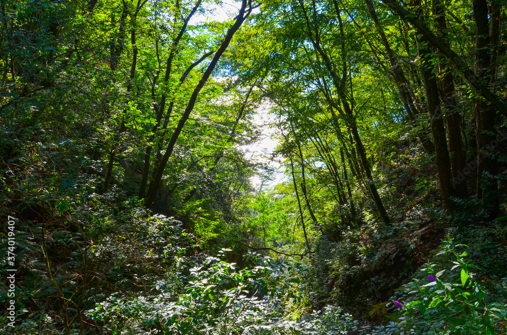 Blick aus dem Wald während dem Wandern Blick aus dem Wald während dem Wandern