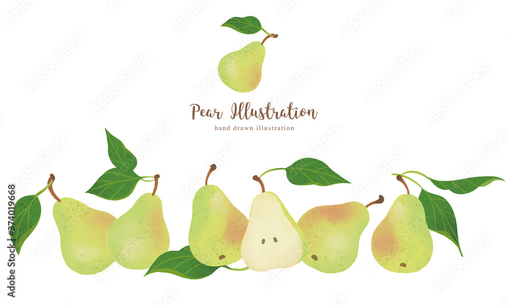 Obraz premium 洋梨の手描きイラスト