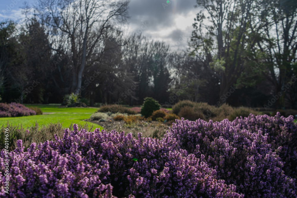 Fototapeta premium Flowers at Queens Park in Invercargill, South Island, New Zealand