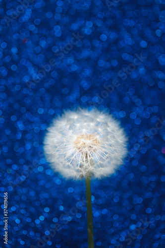 Fototapeta Naklejka Na Ścianę i Meble -  dandelion flower on blue bokeh background