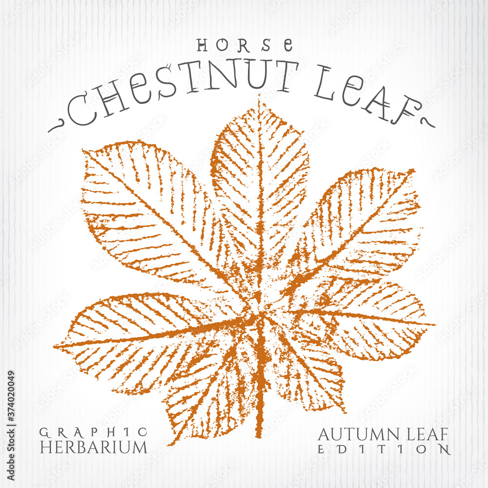 Horse Chestnut Leaf Vintage Print Style Illustration with Authentic Logo Lettering from Autumn