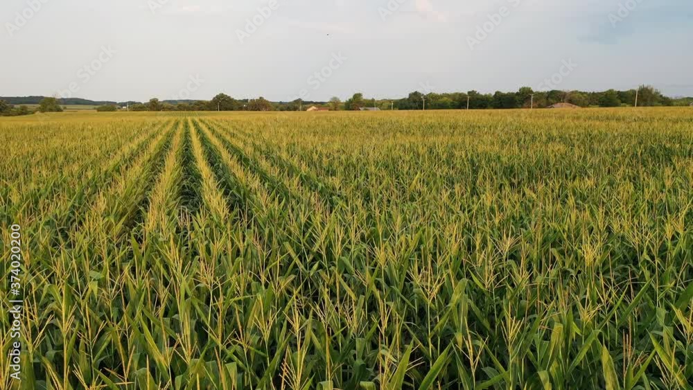 Aerial view of american countryside landscape, farmland. Rustic scenery. Corn field in August just before harvest season. Drone flying low over the corn. Aerial view of american countryside landscape, farmland. Rustic scenery. Corn field in August just before harvest season. Drone flying low over the corn.