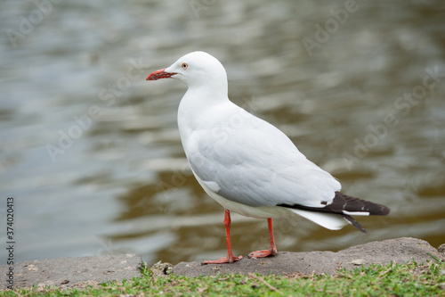 White wild seagull staying near the lake