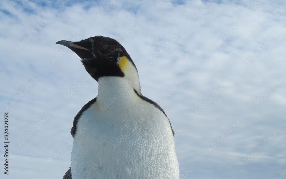 Obraz premium Molting Emperor Penguin in Antarctica
