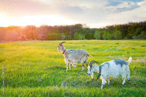 Fototapeta Naklejka Na Ścianę i Meble -  Goats grazing at sunset on a green field. Nature pasture.