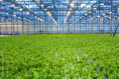 Huge glass industrial greenhouse full of fresh green salad