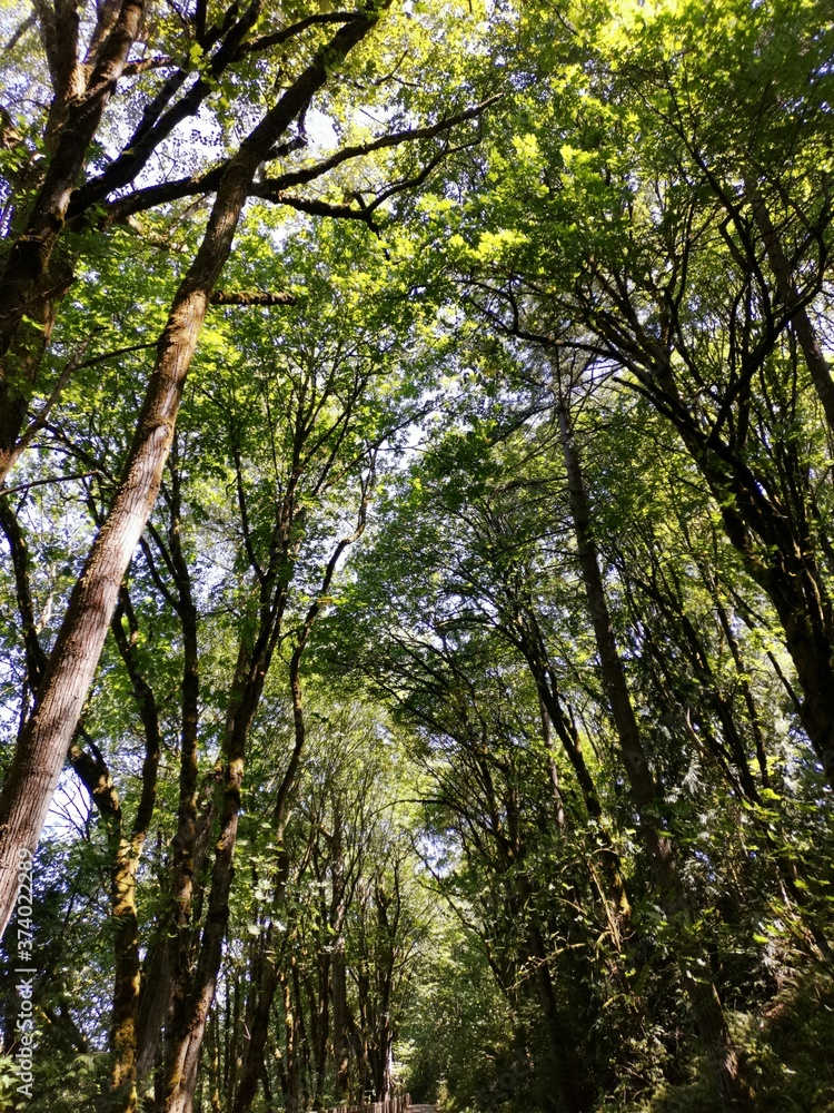 Obraz premium trees in the forest