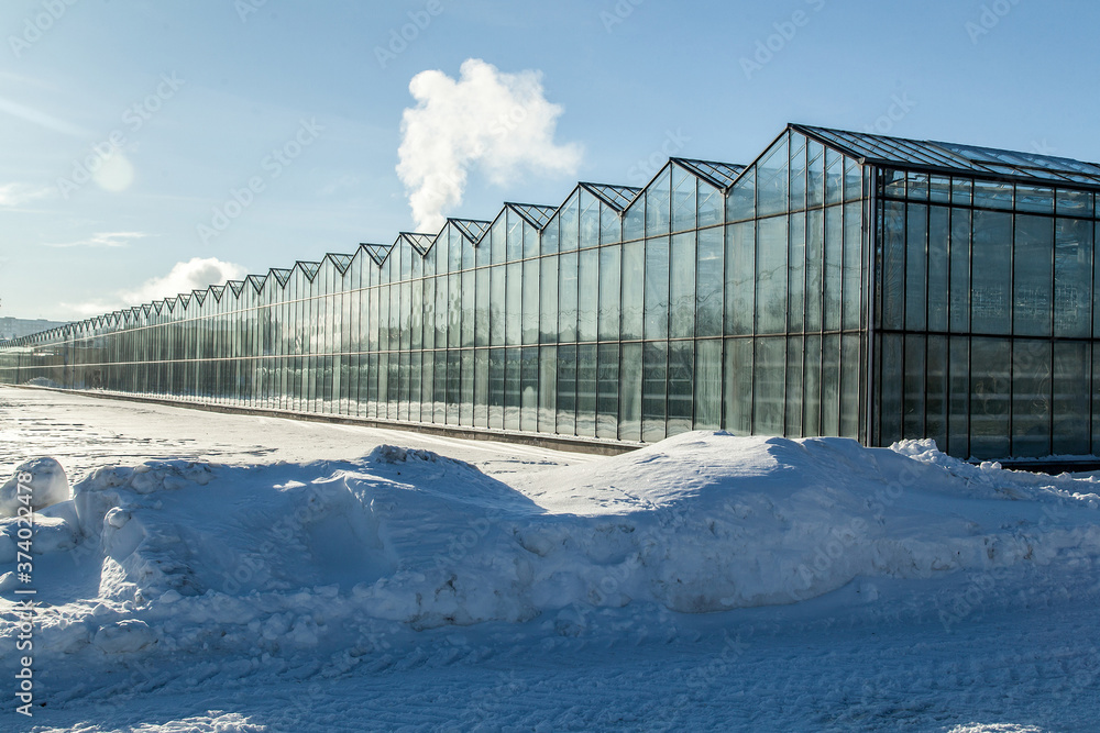 exterior of a large glass industrial greenhouse for growing tomatoes