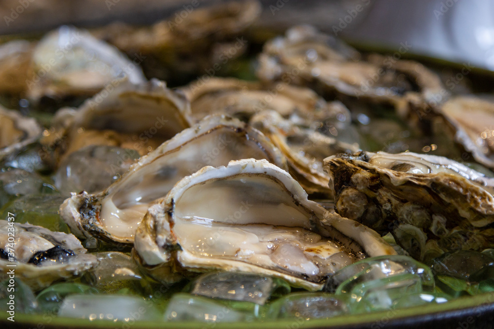 fresh oysters opened under ice board. fresh oysters opened under ice board.