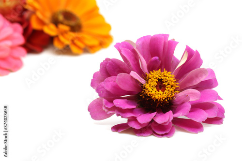 pink flower isolated in white background