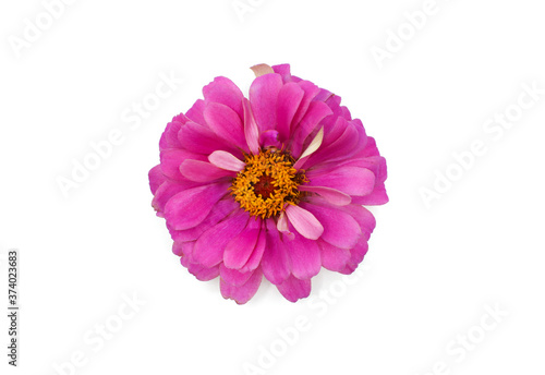 pink flower isolated in white background