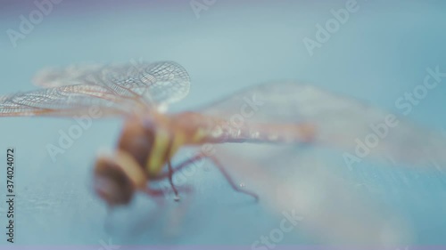 Dragonfly Brown Hawker Aeshna Grandis. Medium close up Wings, RACK FOCUS photo