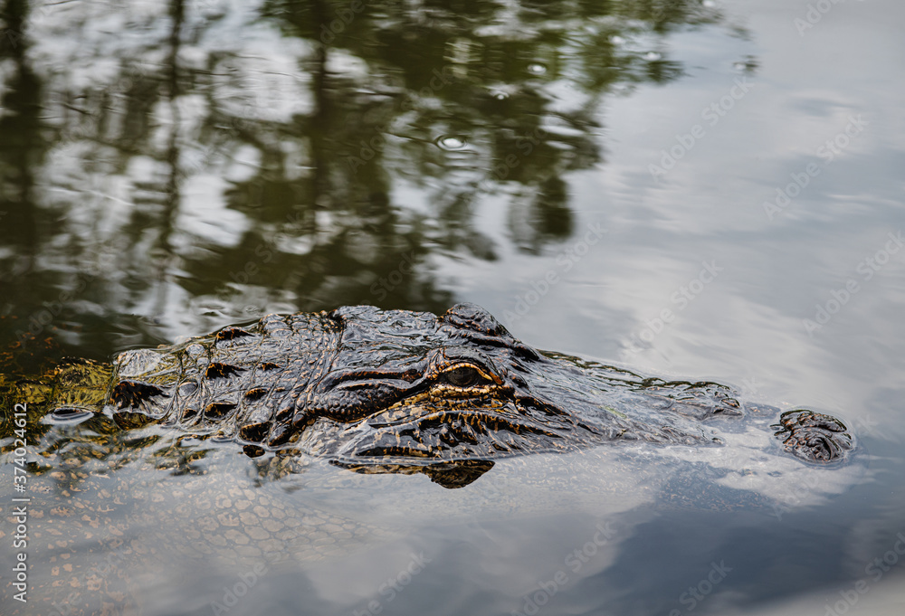 alligator in the swamp land in New Orleans, Louisiana, United States alligator in the swamp land in New Orleans, Louisiana, United States