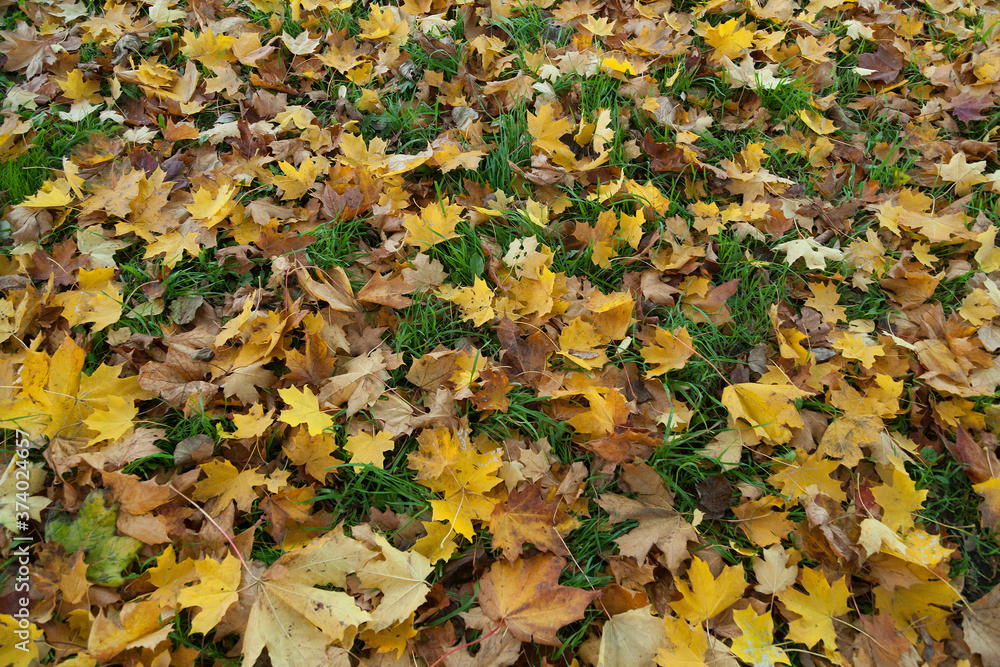 Autumn leaves texture background Autumn leaves texture background
