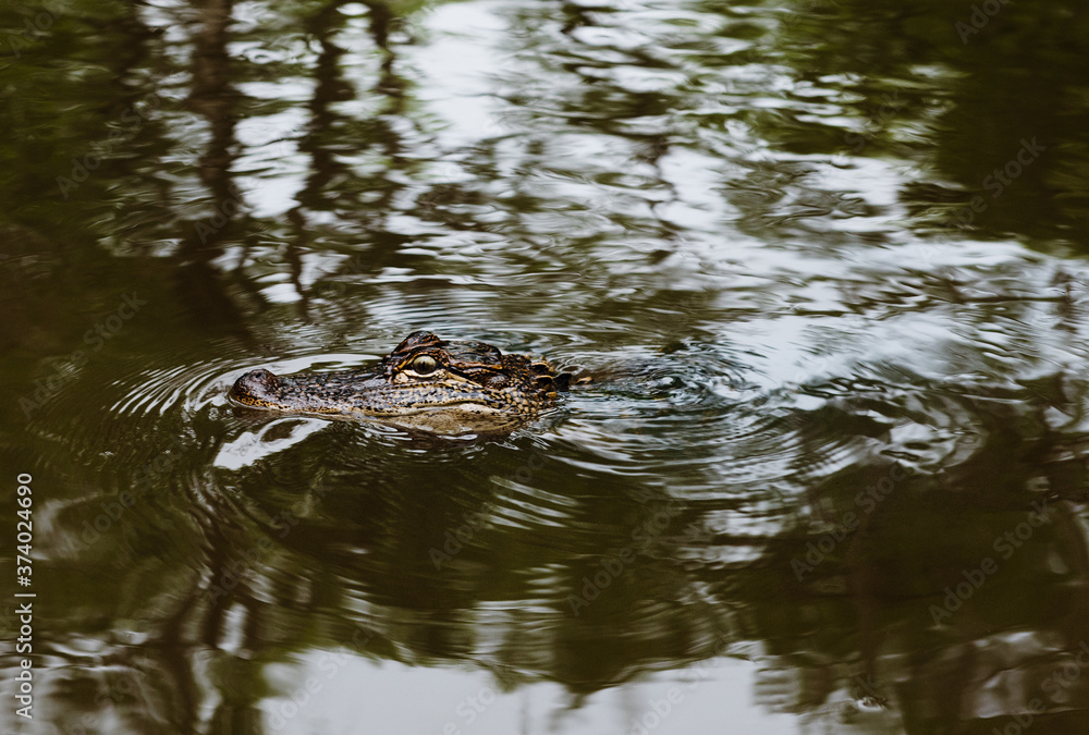alligator in the swamp land in New Orleans, Louisiana, United States alligator in the swamp land in New Orleans, Louisiana, United States