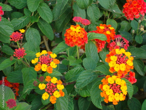 Florecillas del jardín en rojo y amarillo photo