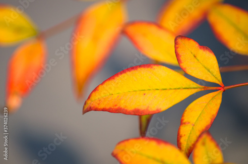 Selective focus of yellow autumn leaves.