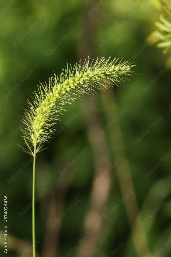 green foxtail isolated in white background green foxtail isolated in white background