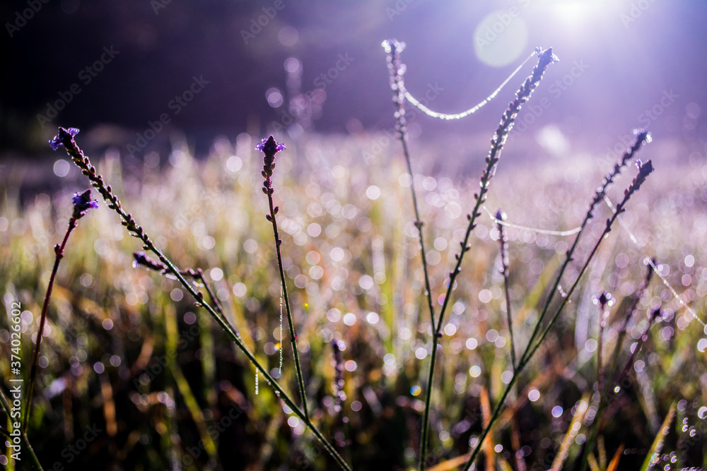 lavender field in the morning, sunrise, morning details lavender field in the morning, sunrise, morning details