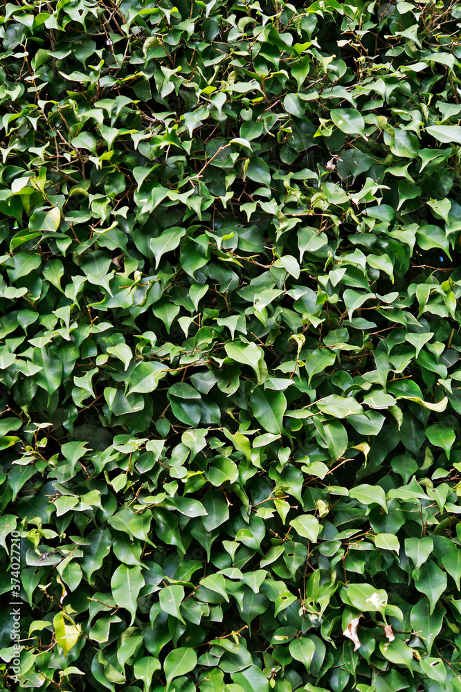 Leaves background, Weeping fig (Ficus benjamina) Leaves background, Weeping fig (Ficus benjamina)