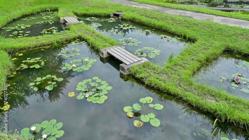 夏のスイレン池の情景