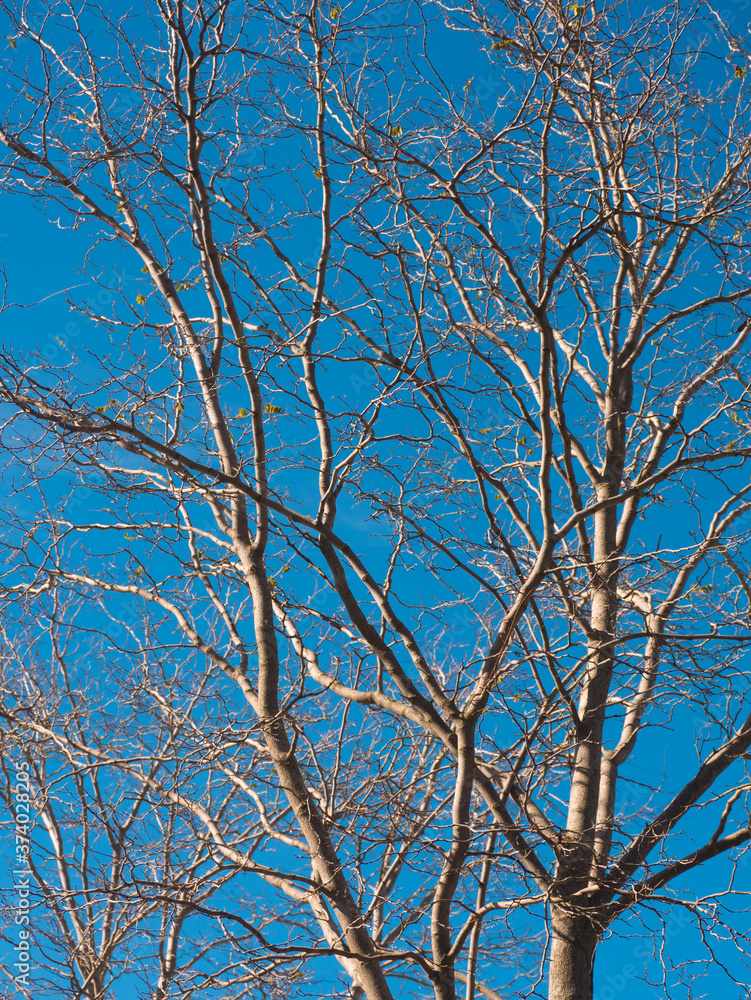 View of old white tree with no leafs on a blue sky View of old white tree with no leafs on a blue sky