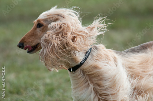 Afghan Hound