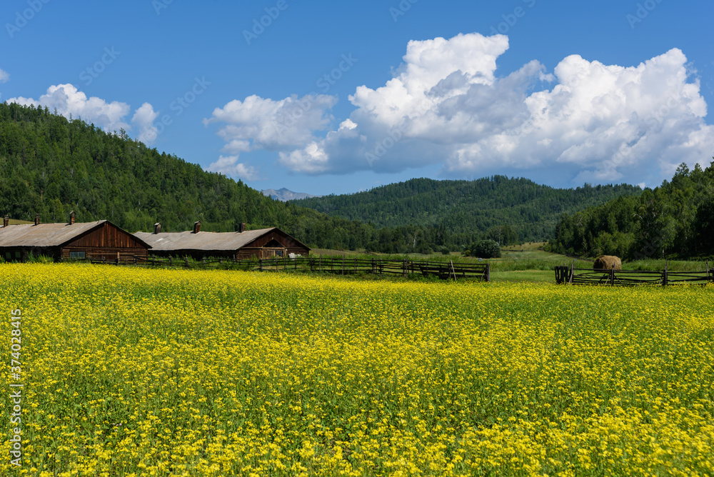 Yellow rapeseed flowers on field with blue sky and wooden old huts in summer Yellow rapeseed flowers on field with blue sky and wooden old huts in summer