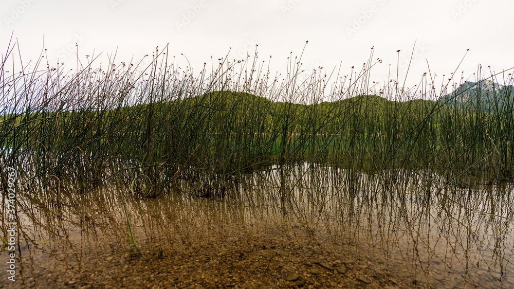 Fototapeta premium Seeufer am Fuschlsee in Salzburg