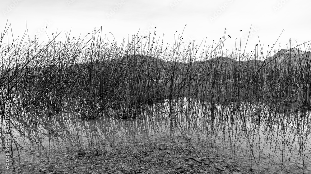 Fototapeta premium Seeufer am Fuschlsee in Salzburg