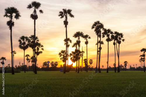 Green rice field in the morning on palm tree during sunrise time.