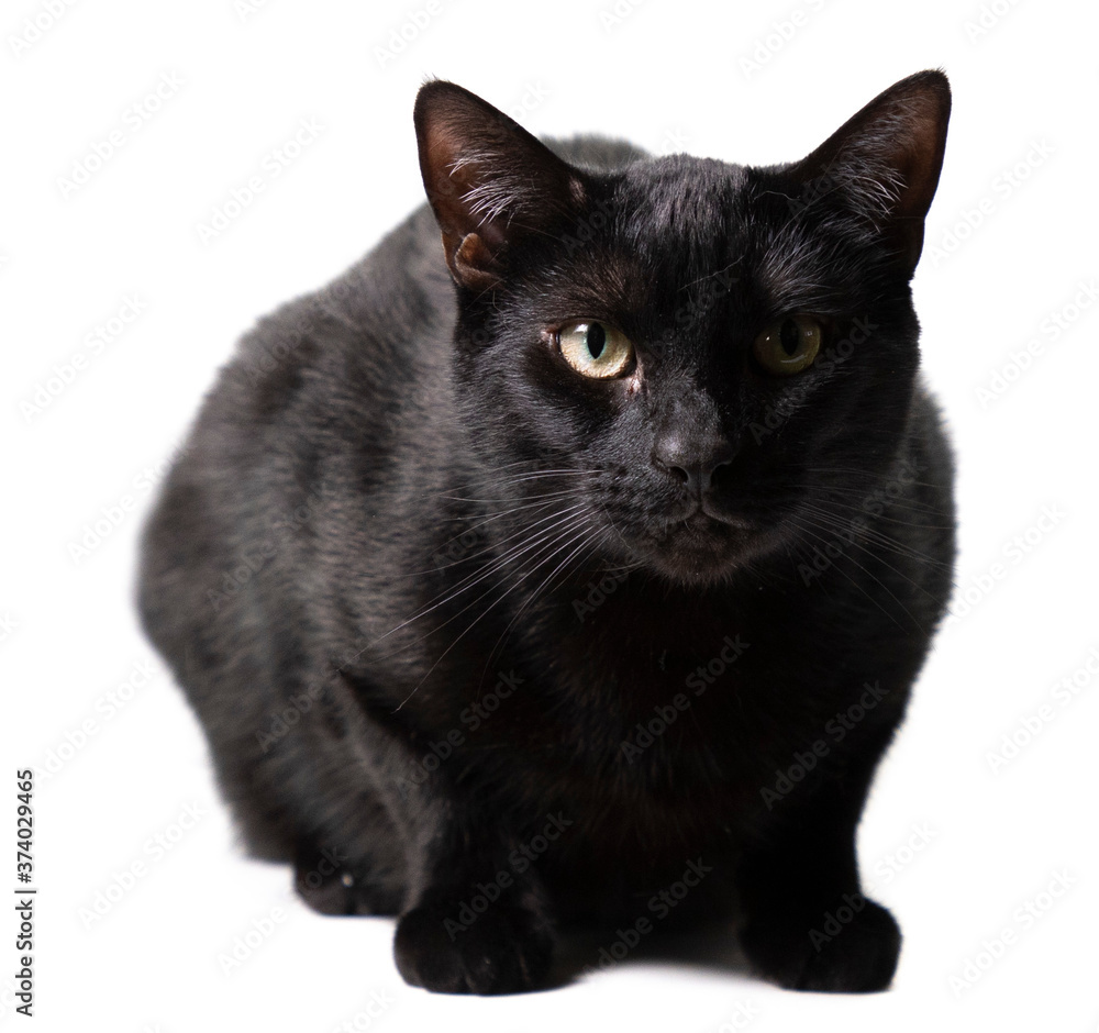 Black Cat on White backdrop Black Cat on White backdrop