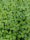 Young baby green spinach leaves. Fresh spinach in garden. Green leaves background.