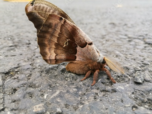 Stunning polyphemus moth resting in summer 