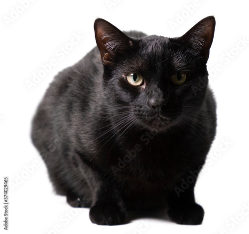 Black Cat on White backdrop