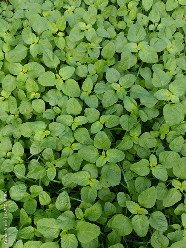 Young baby green spinach leaves. Fresh spinach in garden. Green leaves background.