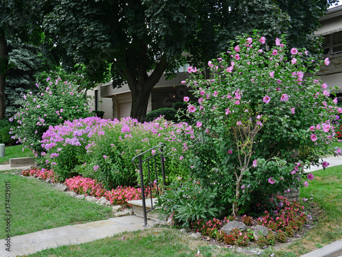 Fototapeta Naklejka Na Ścianę i Meble -  front garden with Rose of Sharon bush in bloom