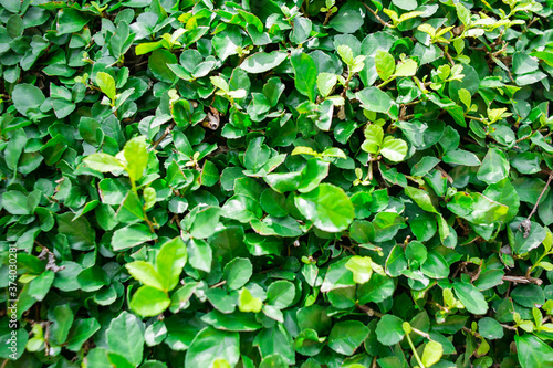 Fresh green leaf background picture