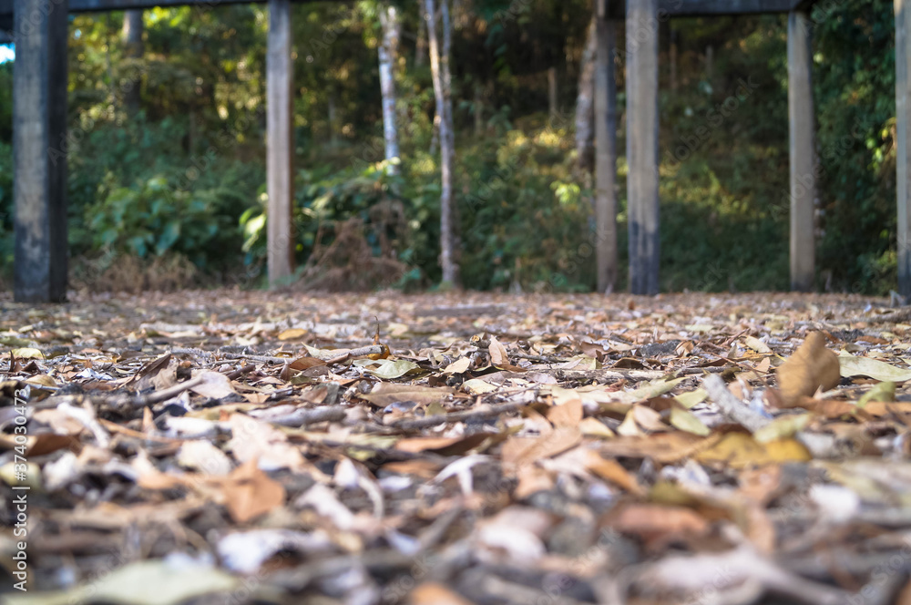 lugar abandonado no meio da floresta com bastante folhas secas lugar abandonado no meio da floresta com bastante folhas secas