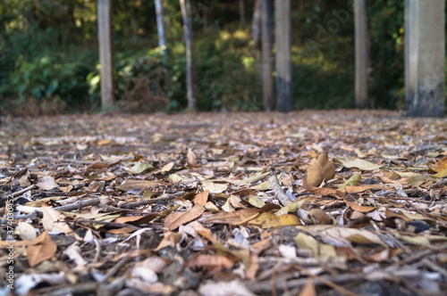 lugar abandonado no meio da floresta com bastante folhas secas 