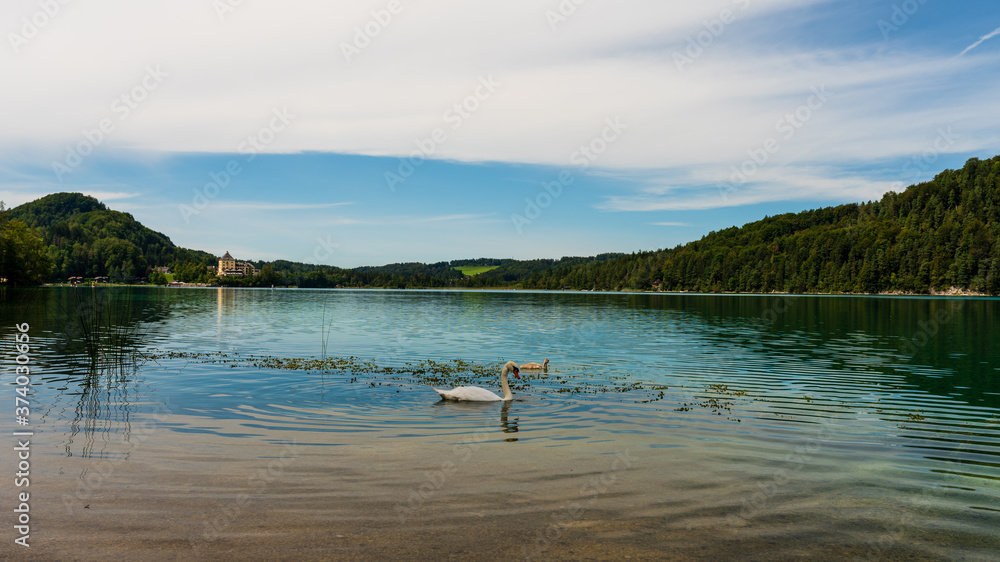 Seeufer mit Schwanenfamilie am Fuschlsee in Salzburg Seeufer mit Schwanenfamilie am Fuschlsee in Salzburg