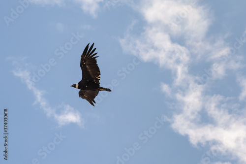 Condor con en pleno vuelo con sus alas extendidas 