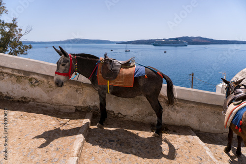 Donkey in Santorini, Greece