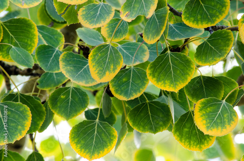 Green aspen leaves turning yellow around their edges.
