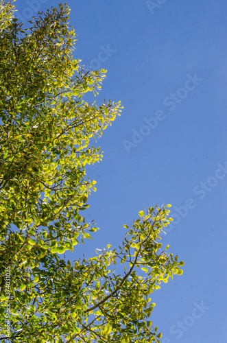 Aspen tree changing color during the fall against a clear blue sky.