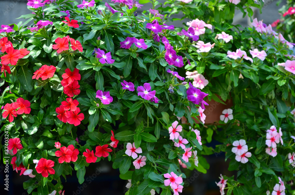 Fresh and bright flowers of hanging rose periwinkle pots