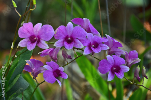 Beautiful violet dendrobium orchid flowers close up