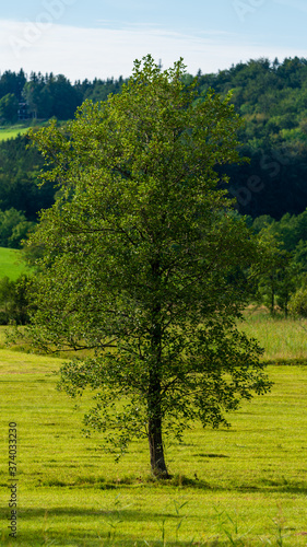 Baum auf einer Wiese im Sommer